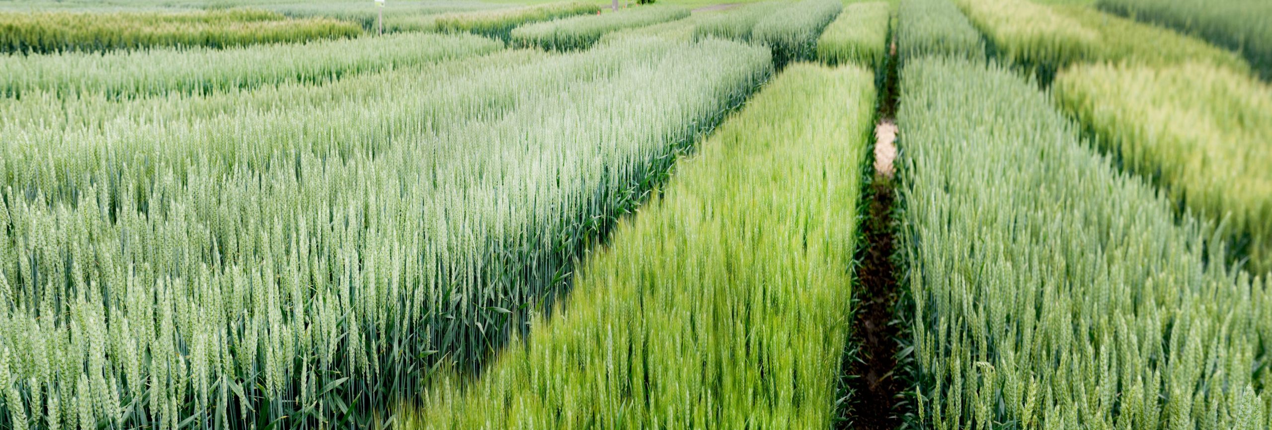 Field trial design2