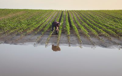 Evaluating environmental and socio-economic costs and benefits of crops with increased photosynthetic capacity in Europe 