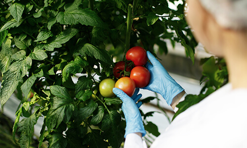 crop-improvement-small