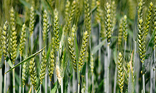 food-security-small