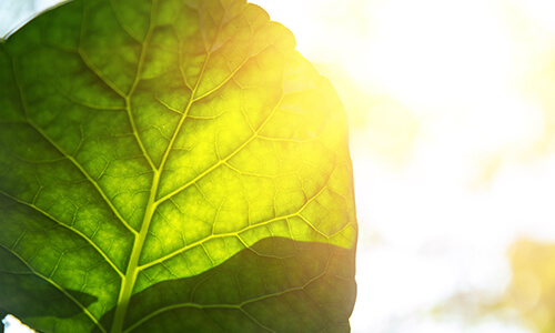 leaf-small