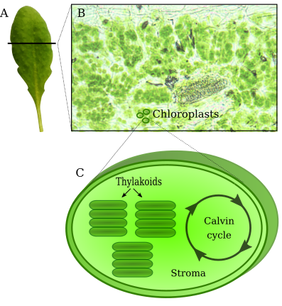 leaf_chloroplast_ii