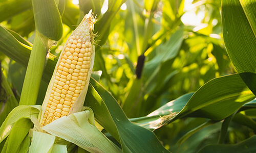 maize-small