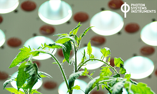 phenotyping-small