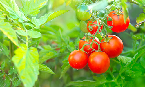 tomatoes-small